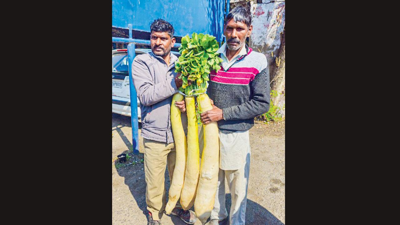 મૂળા આઠેક કિલો વજનના છે અને ચાર-પાંચ ફુટ લાંબા છે