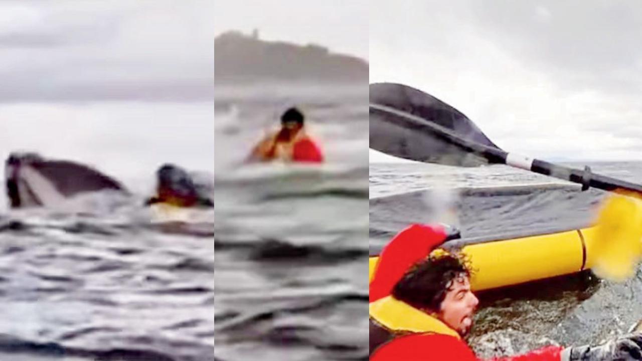 વ્હેલ દીકરાને ગળી ગઈ એ ક્ષણ, દીકરો વ્હેલના મોંમાંથી બહાર ફેંકાયો, પિતાની કાયાક પાસે પહોંચી ગયો.