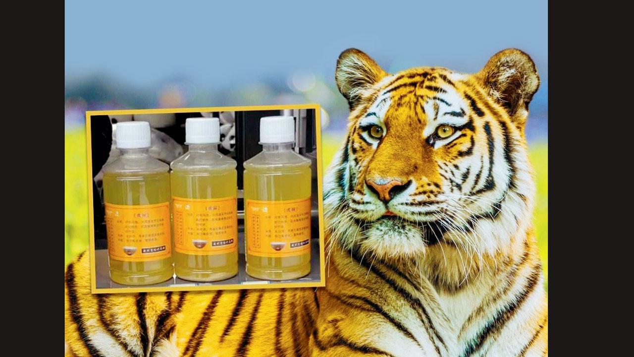 ચીનમાં વેચાય છે વાઘનો પેશાબ, પા લીટરની બૉટલના ૫૯૬ રૂપિયા