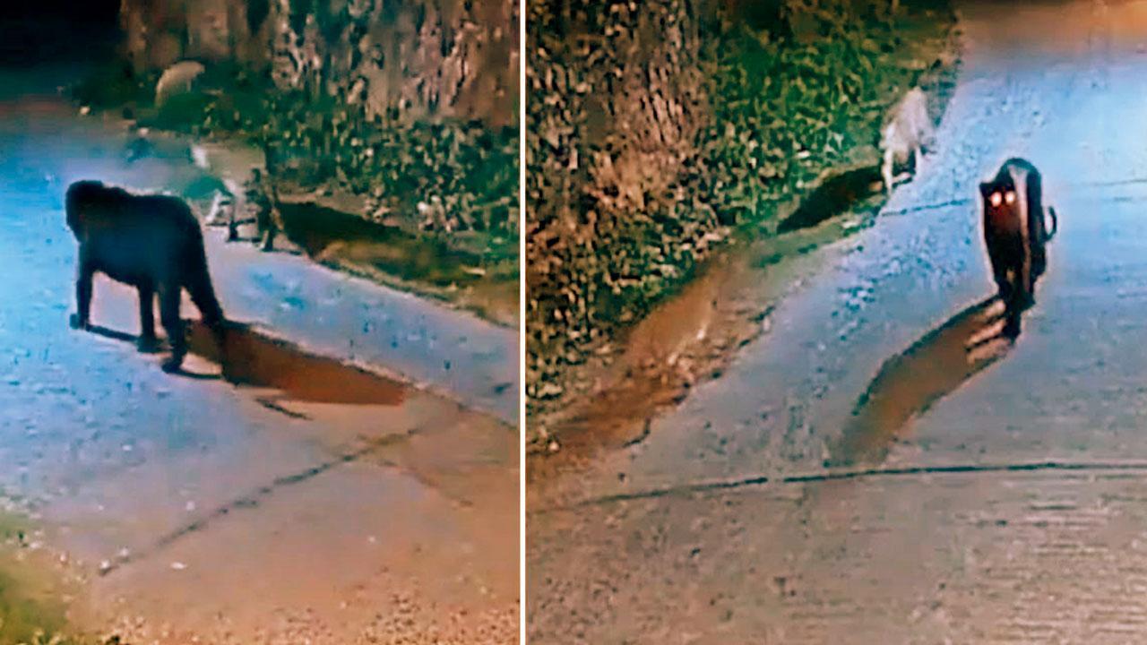 તામિલનાડુના નીલગિરિમાં બે દીપડા સાથે જોવા મળ્યો બ્લૅક પૅન્થર