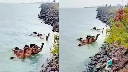 ઊંટ તરીને દ્વારકા પહોંચ્યાં