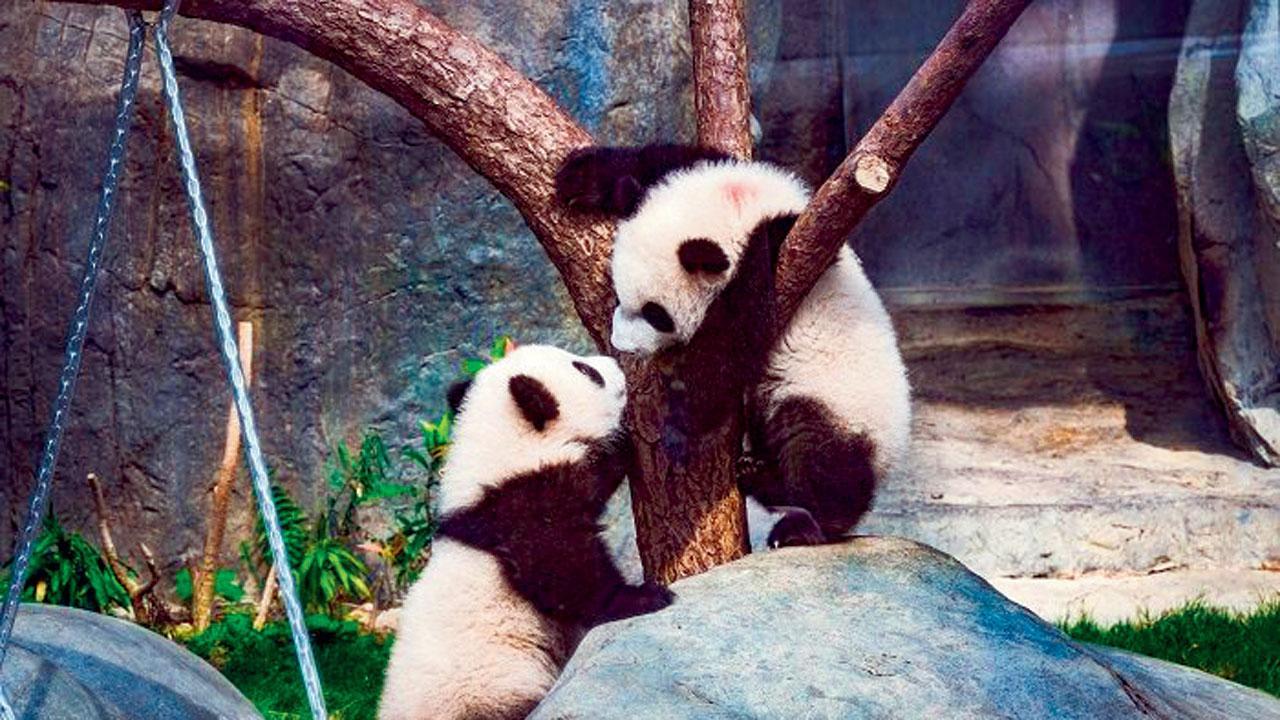 પાન્ડા-ટ્‍વિન્સની અનોખી બર્થ-ડે પાર્ટી