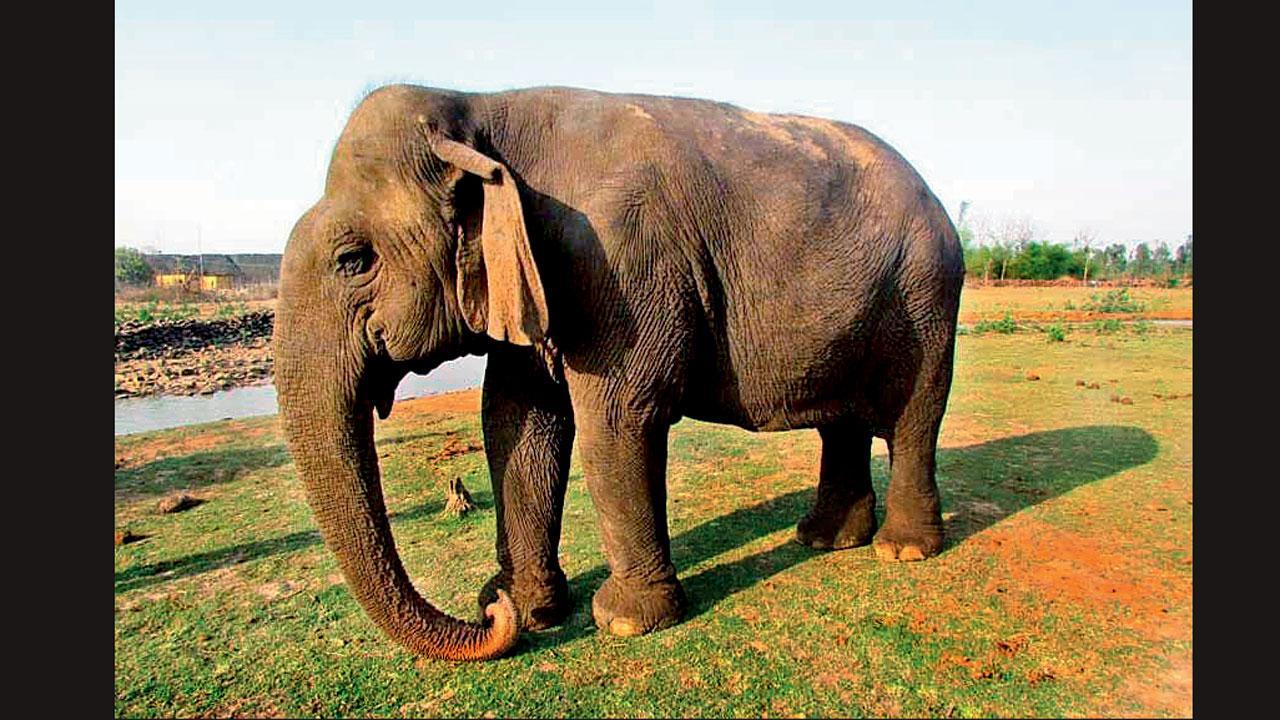 હાથણી વત્સલા
