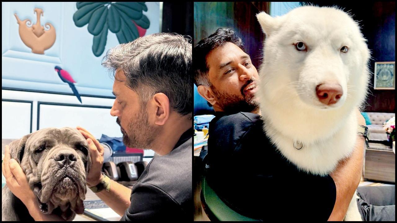 માહીએ પાળેલા શ્વાન પર પ્રેમ વરસાવ્યો