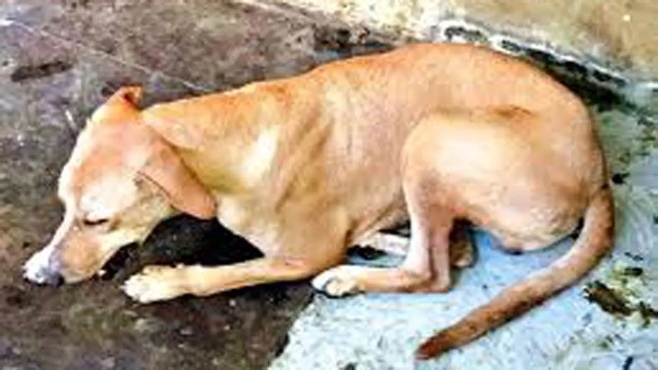 પ્રતીકાત્મક તસવીર
