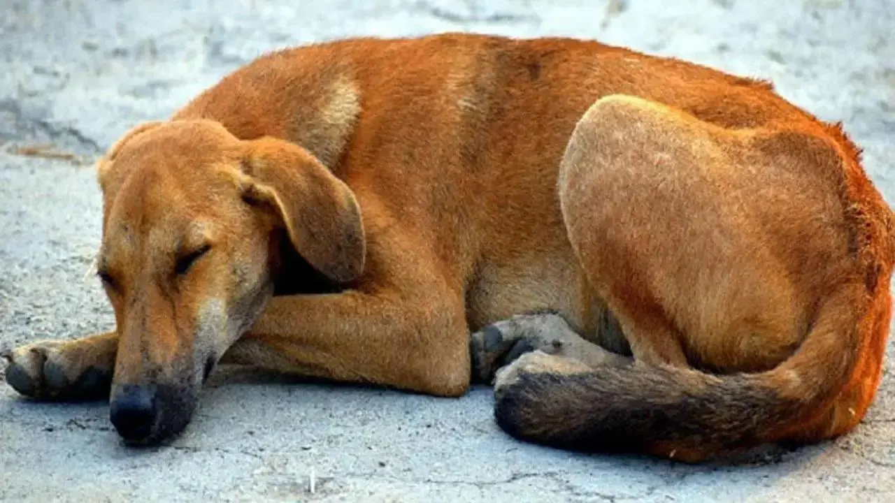 પ્રતીકાત્મક ફાઇલ તસવીર