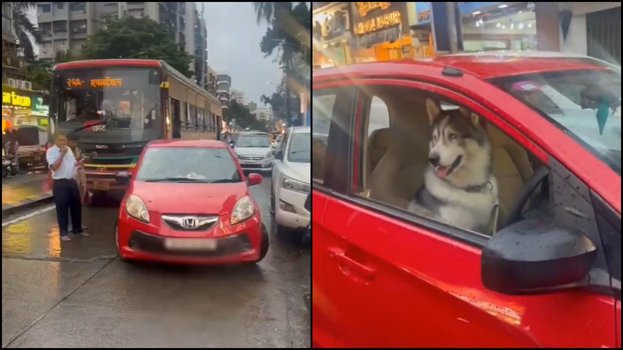 કારમાં ડ્રાઈવર બની બેઠો હતો ડૉગી (તસવીર: X)