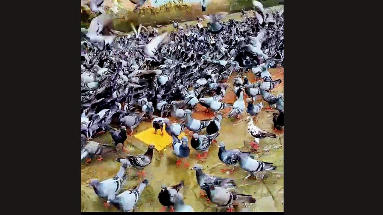 ઘાટકોપર-ઈસ્ટમાં મુક્તપણે ચણી રહેલાં કબૂતરો. 