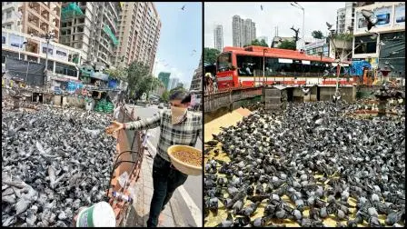દાદરના કબૂતરખાનામાં ચણ નાખતી એક વ્યક્તિ અને ચણતાં કબૂતરો. તસવીરો : અતુલ કાંબળે