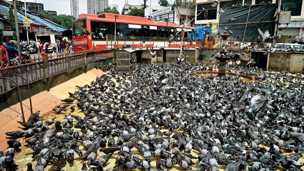 જીવદયાપ્રેમીઓ અને ડા‍ૅક્ટરો આગળ આવે