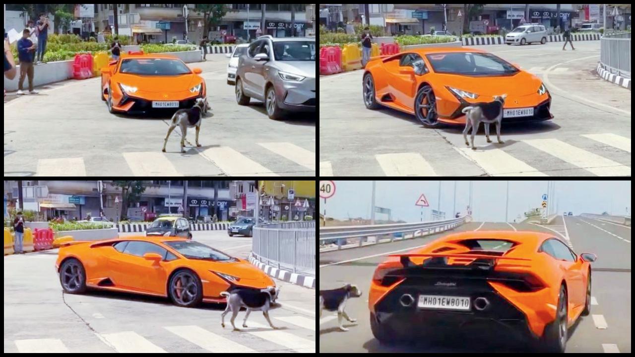 લમ્બોર્ગિનીનો રસ્તો રોકી લીધો કૂતરાએ