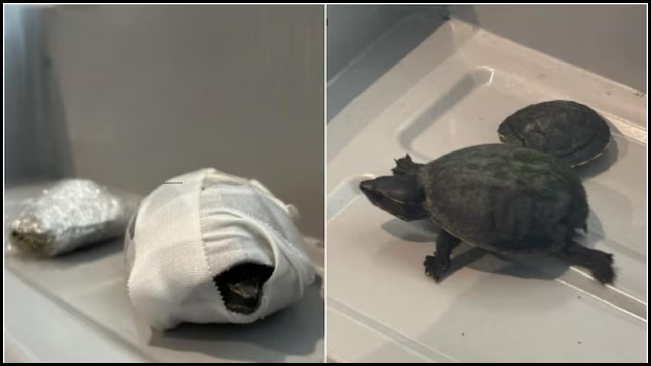 બ્રામાંથી મળેલા બે જીવંત કાચબા (તસવીર સૌજન્ય: ટ્રાન્સપોર્ટેશન સિક્યુરિટી એડમિનિસ્ટ્રેશન)