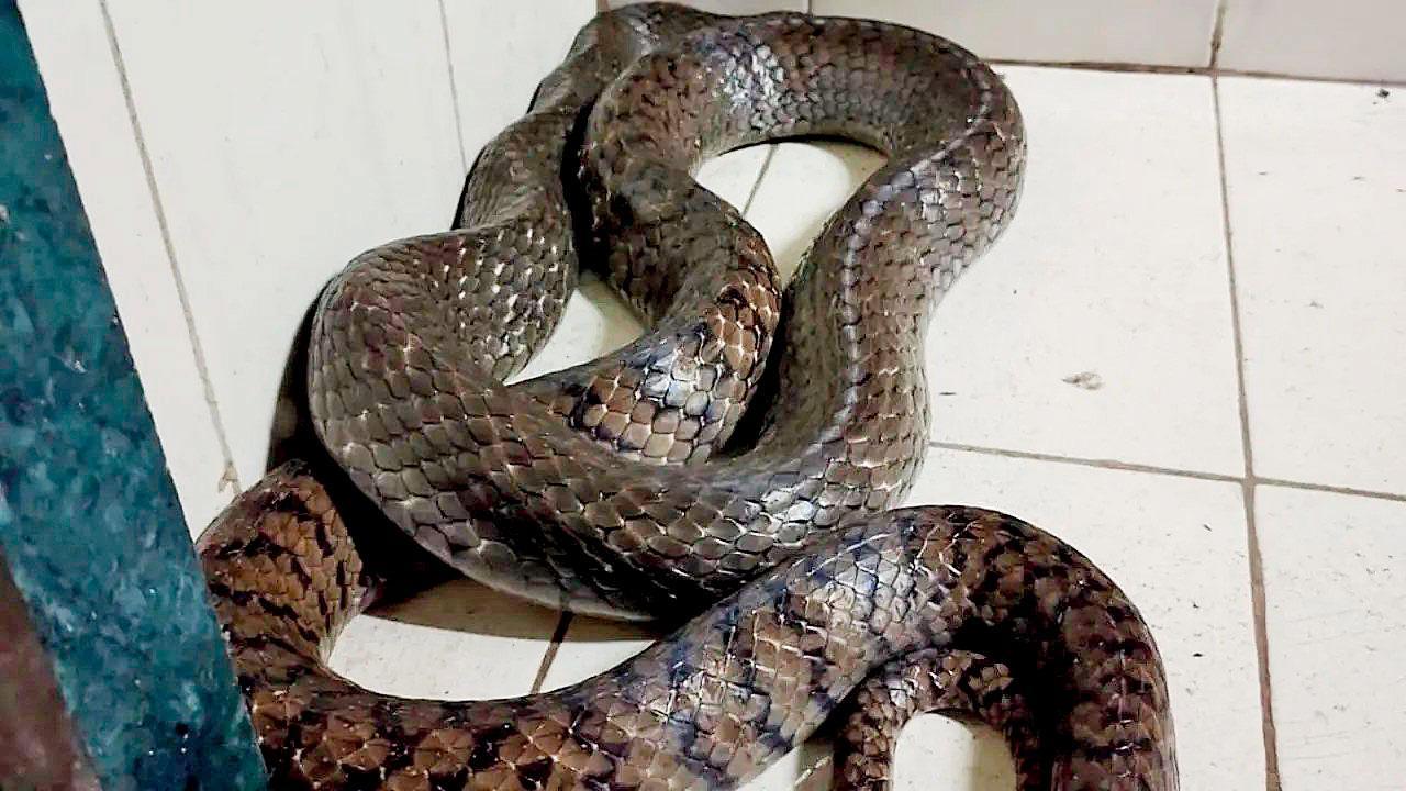 મુલુંડની સોસાયટીના મીટરરૂમમાંથી ૮ ફુટ લાંબો ઇન્ડિયન રૅટ સ્નેક પકડાયો
