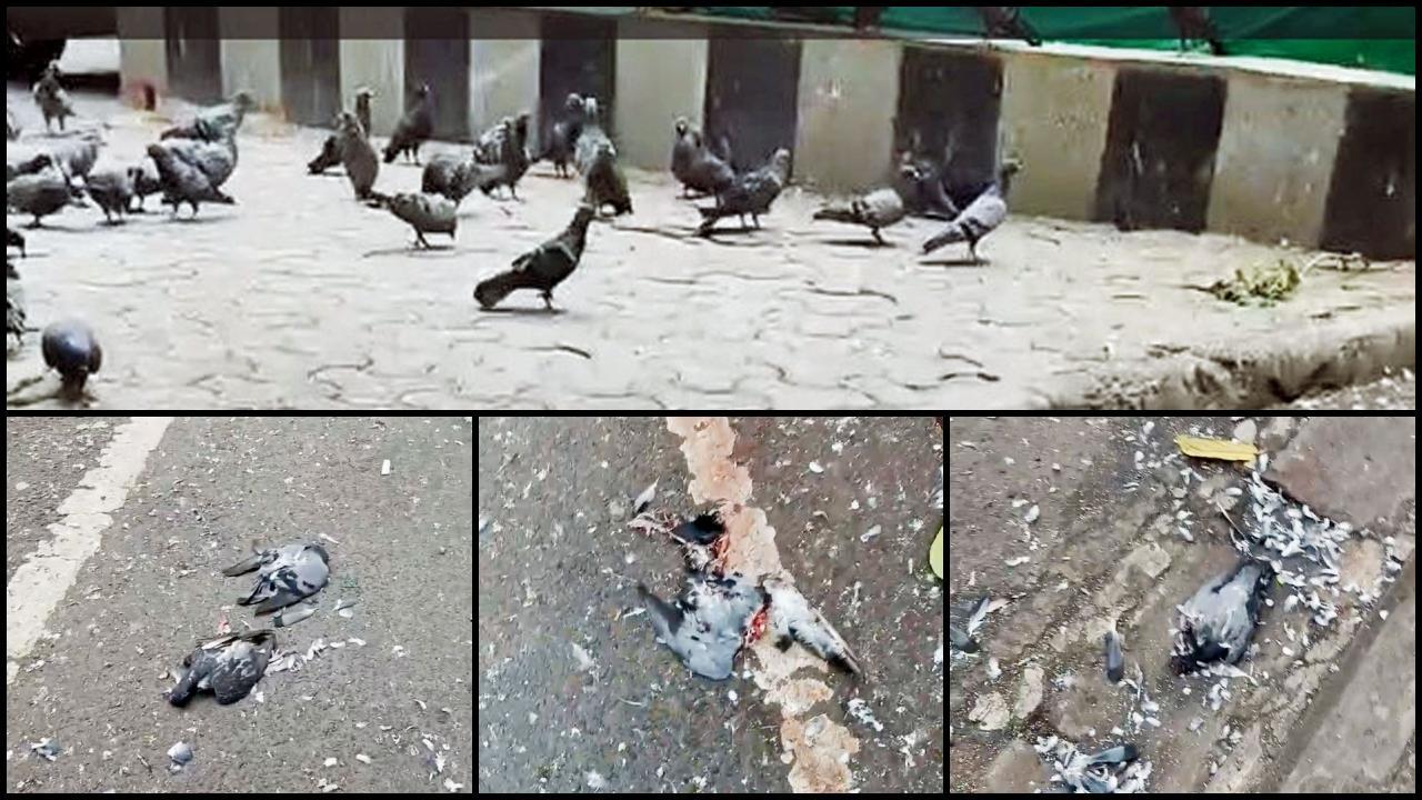 ગોવાલિયા ટૅન્કમાં ગઈ કાલે રસ્તા પર જોવા મળેલાં મૃત કબૂતરો.