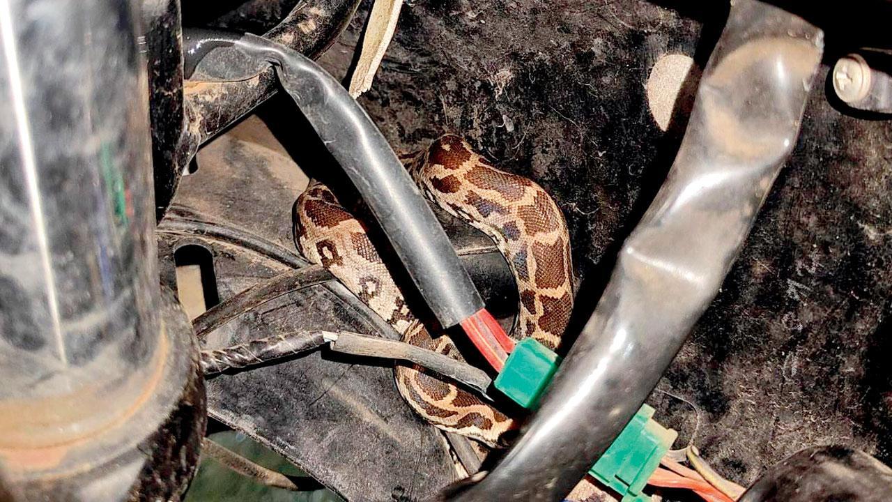 બાઇકના મડગાર્ડમાંથી અજગર નીકળ્યો