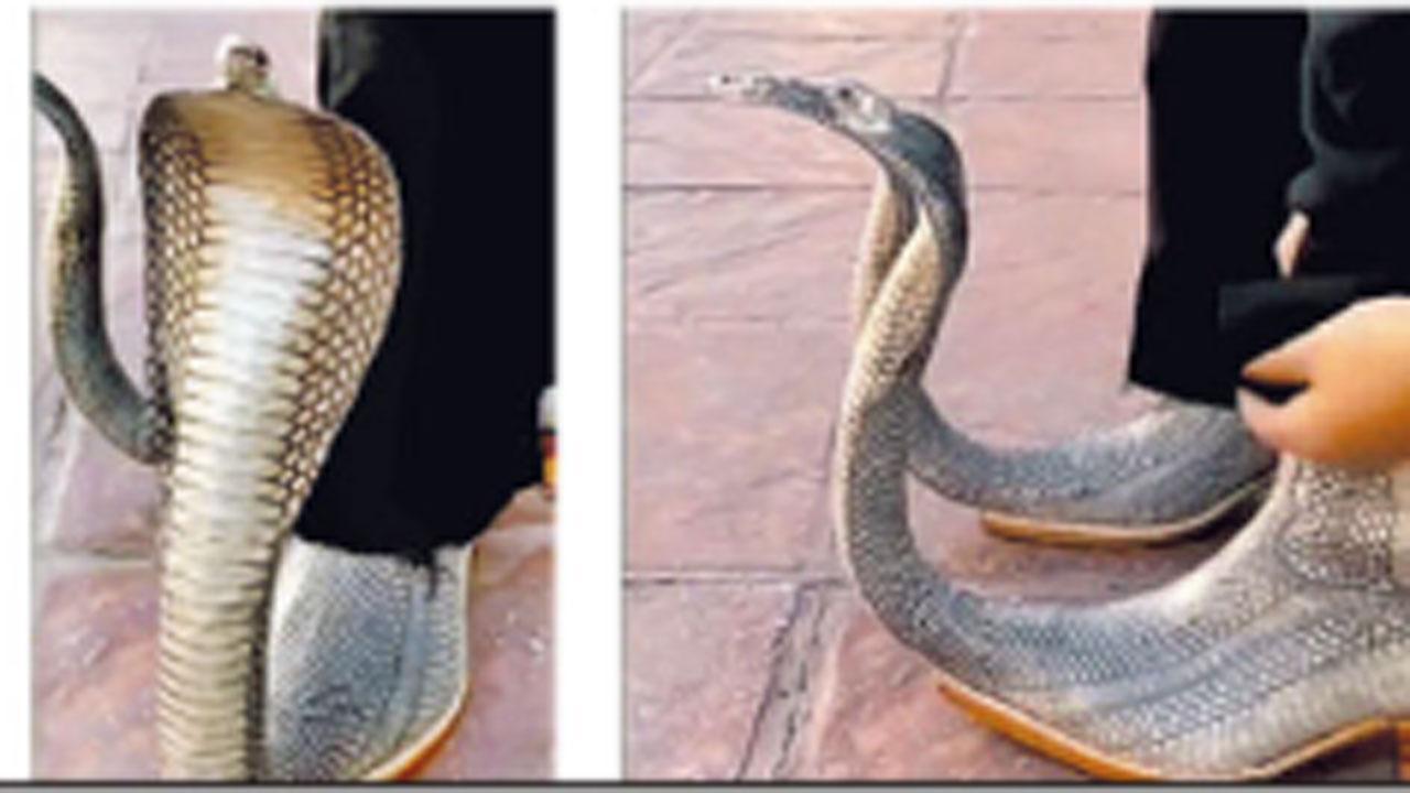 નાગ-નાગણની અસલી જોડી નહીં, જૂતાં છે આ