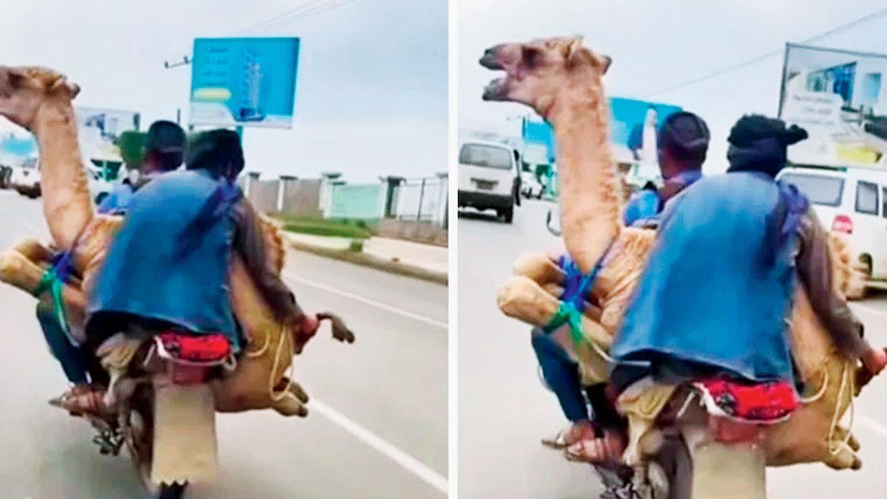 વાયરલ વીડિયોમાંથી સ્ક્રીન શૉટ