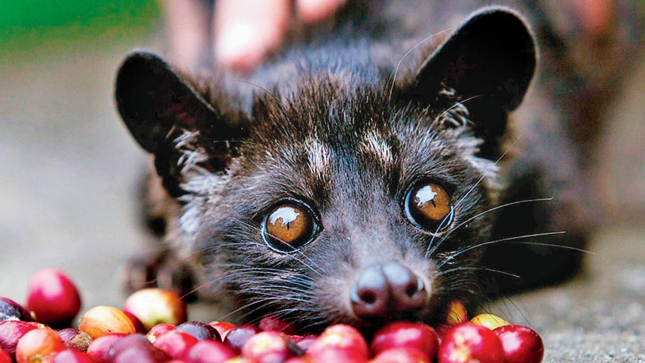 વિયેટનામમાં મશહૂર સિવેટ પ્રજાતિની ૧૦૦ બિલાડી દહેજમાં મળી