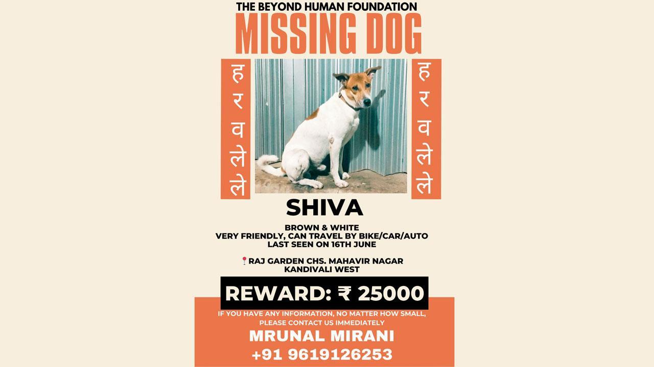 કાંદિવલીમાંથી ગુમ થયેલા શ્વાન શિવા માટે ૨૫,૦૦૦ રૂપિયાનું ઇનામ જાહેર કરવામાં આવ્યું છે.
