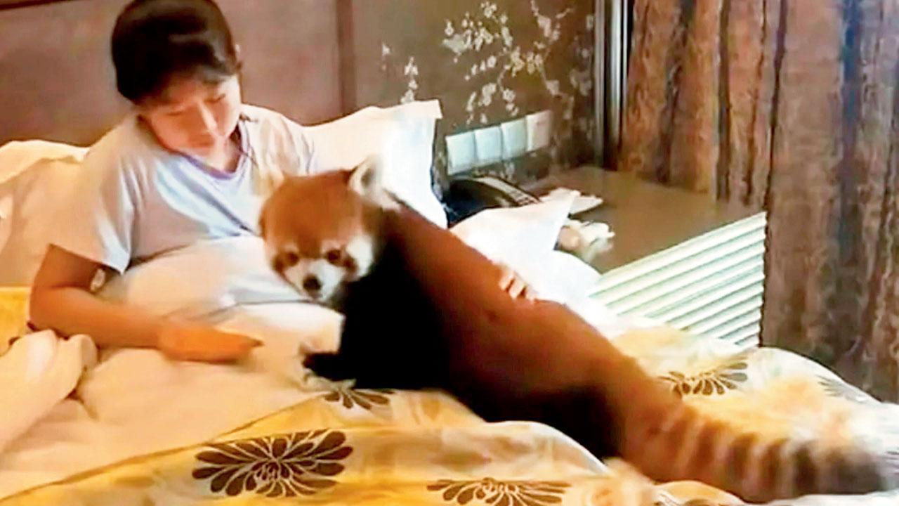 હોટેલ રેડ પાન્ડાને વેક-અપ કૉલ-સર્વિસ માટે રૂમમાં મોકલે છે