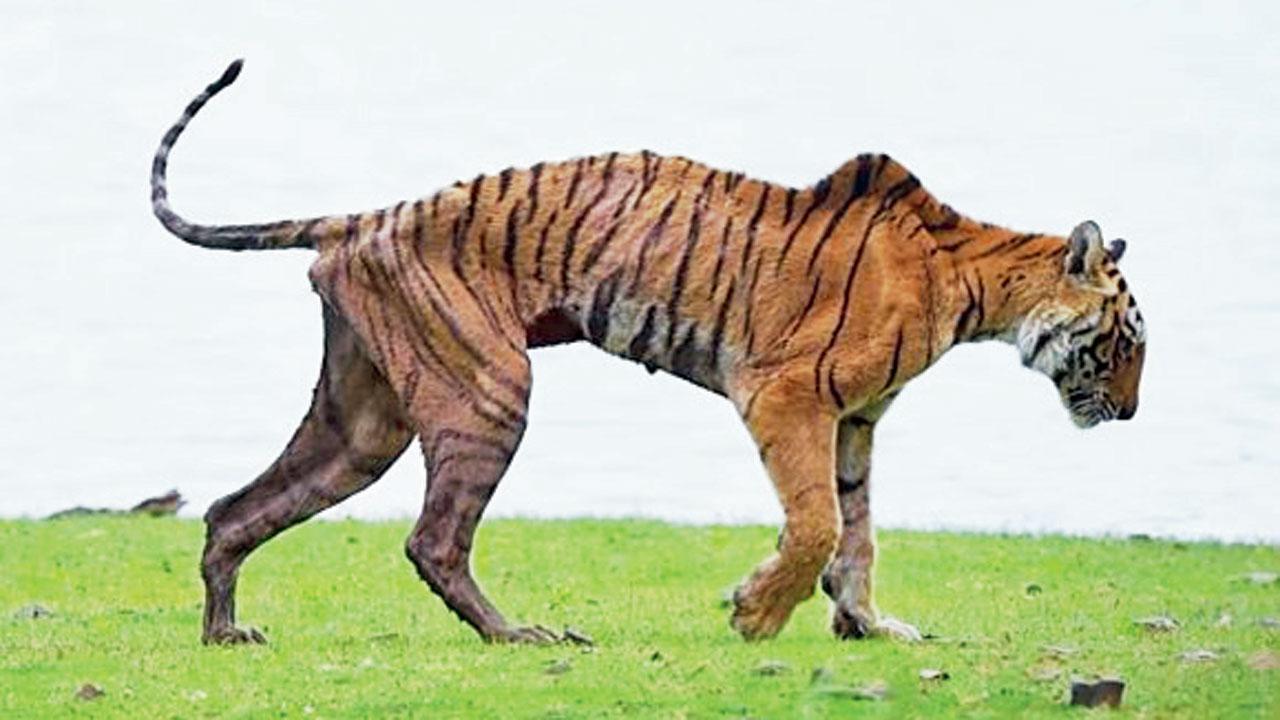 ઍરોહેડ