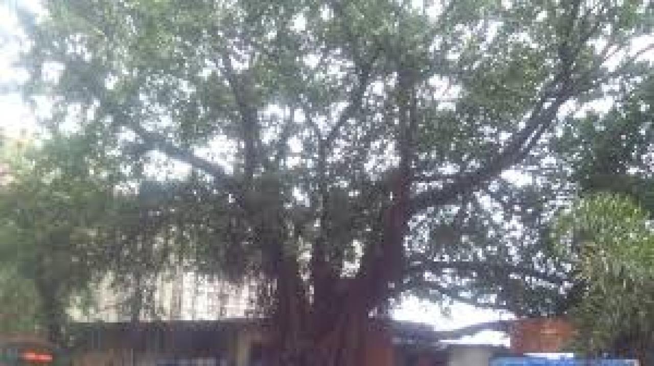 પ્રતીકાત્મક તસવીર