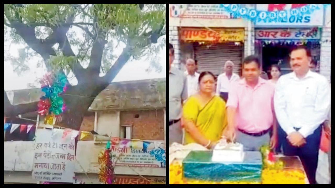 ભોપાલની એક ટાઉનશિપમાં ૩૧ વર્ષથી વૃક્ષનો જન્મદિવસ કેક કાપીને મનાવાય છે