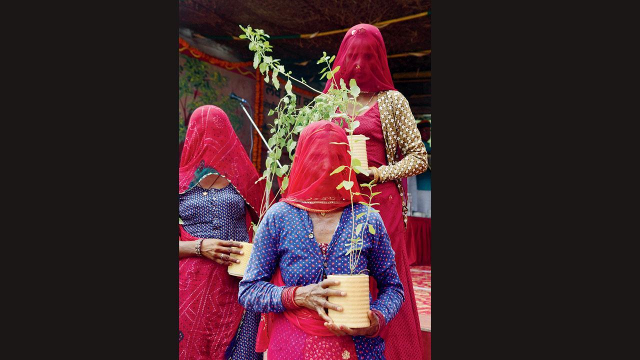 જળ સંરક્ષણ માટે વૃક્ષારોપણ
