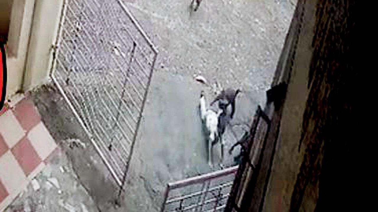 ડોમ્બિવલીમાં રસ્તા પર રખડતા પાંચ કૂતરાઓએ બાળકને કરડી ખાધું