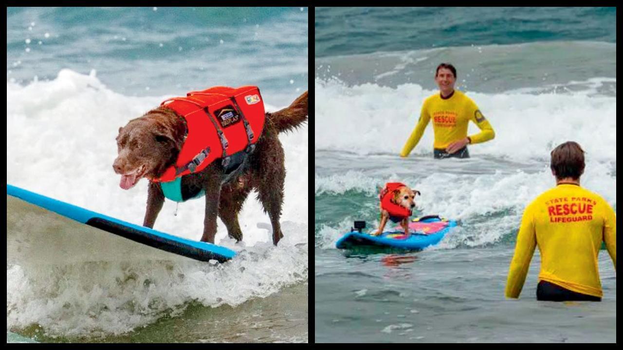 રંગબેરંગી કપડાં પહેરીને શ્વાનોની સર્ફિંગ સ્પર્ધામાં જીત્યો એક કૅન્સર-સર્વાઇવર ડૉગ