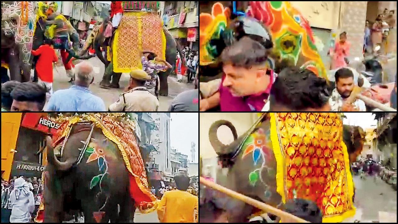 હાથણીની ચીસ સાંભળીને દોડી આવેલા હાથીને કારણે મચી ગઈ જબરી દોડધામ