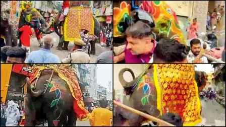 હાથણીની ચીસ સાંભળીને દોડી આવેલા હાથીને કારણે મચી ગઈ જબરી દોડધામ