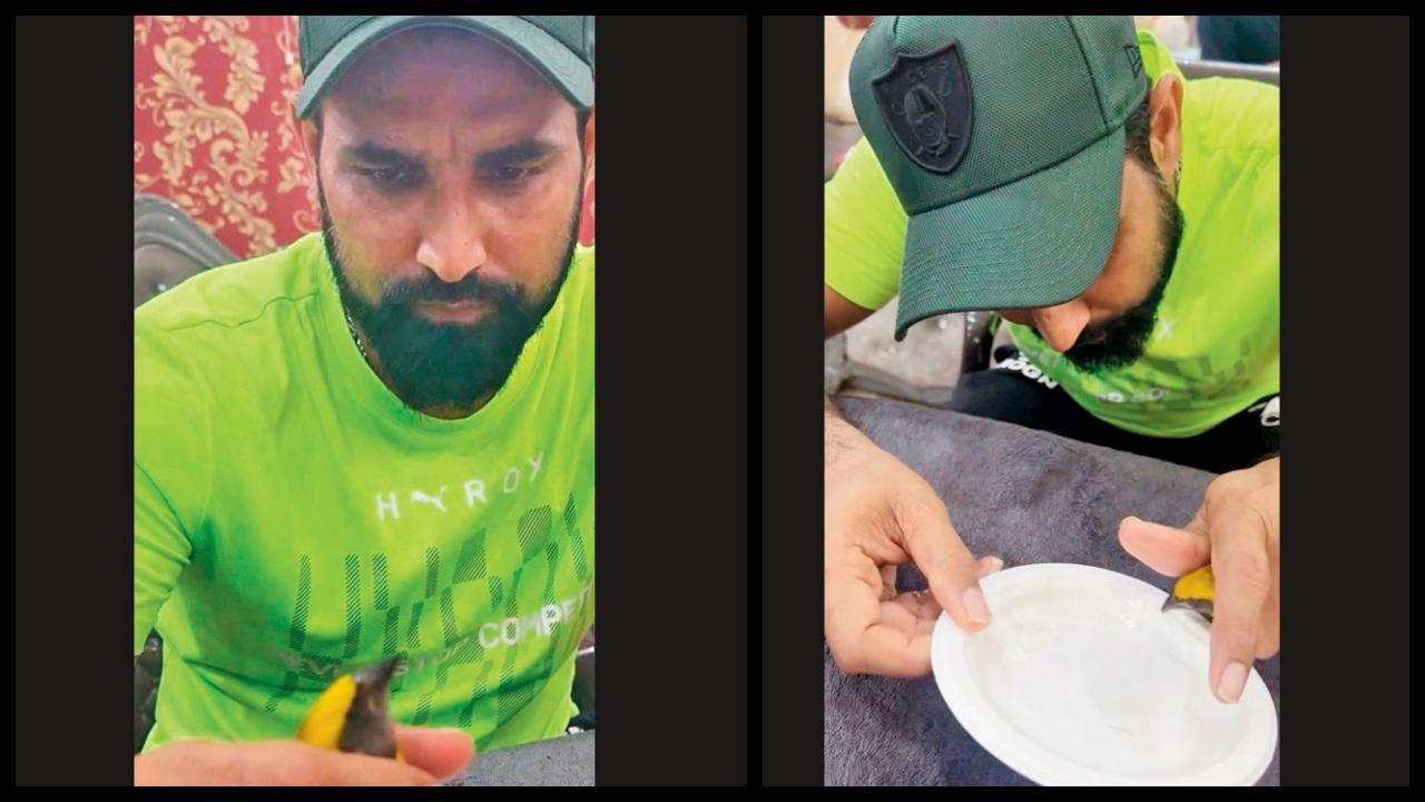 શમીએ નાનકડા પક્ષીનો બચાવ્યો જીવ