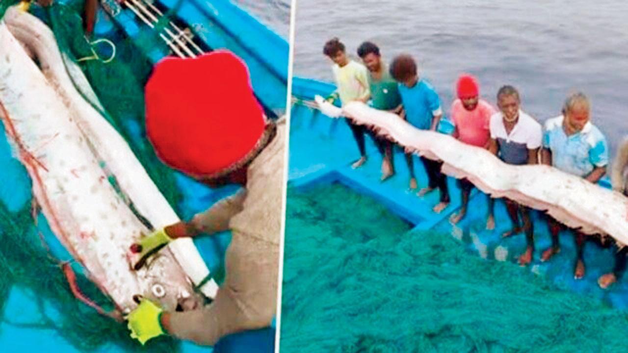 રૅર ફિશ પકડાઈ