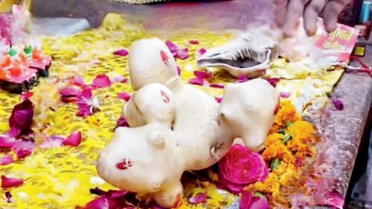 મંદિરના પૂજારીએ દાવો કર્યો છે કે આ બટાટો નથી પણ ભગવાનનો અવતાર છે