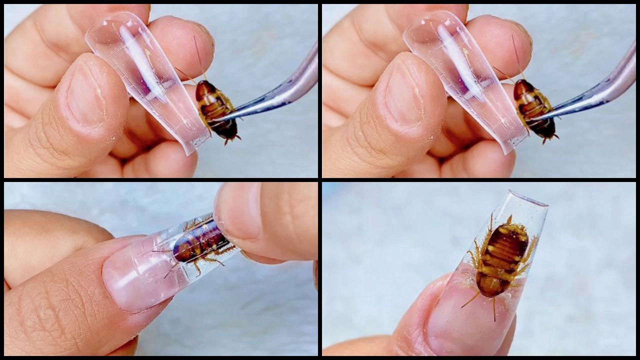 નેઇલ-આર્ટમાં ટ્રાન્સ્પરન્ટ જેલ એક્સ્ટેન્શનની વચ્ચે જીવતો વાંદો (સૌજન્ય:મિડ-ડે)