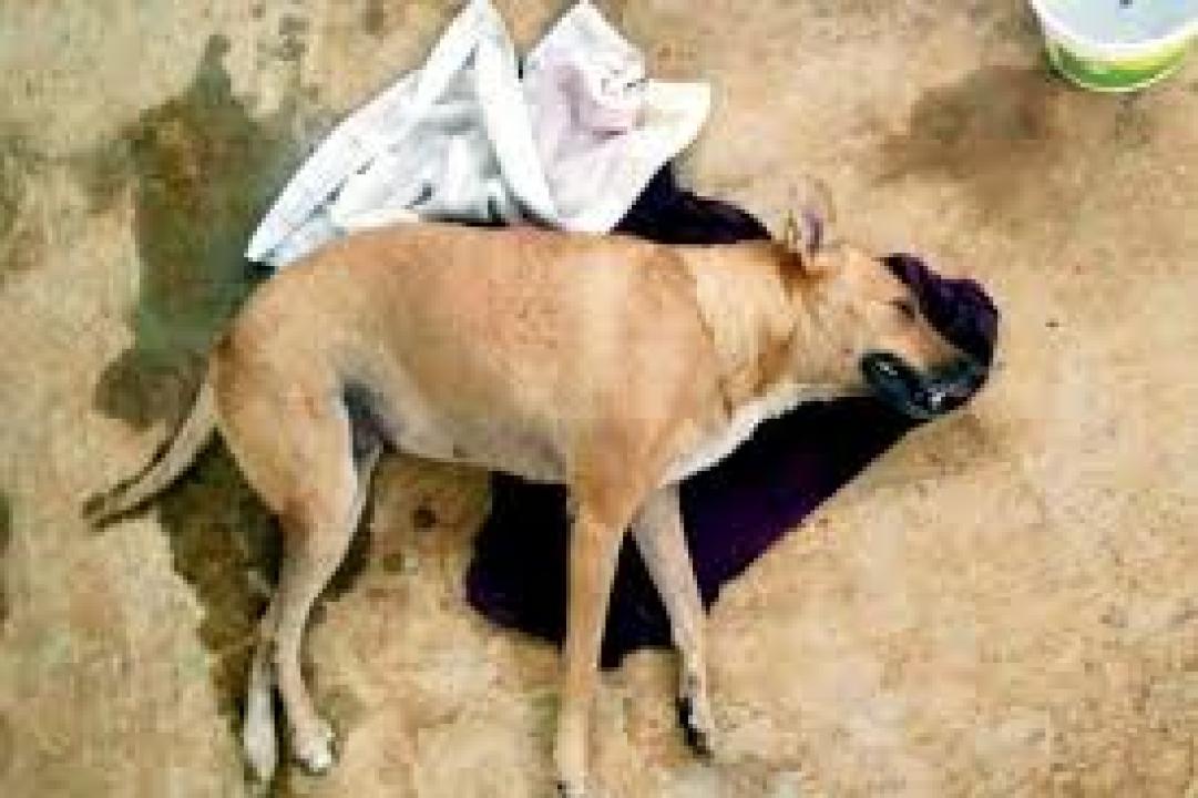 પ્રતીકાત્મક તસવીર