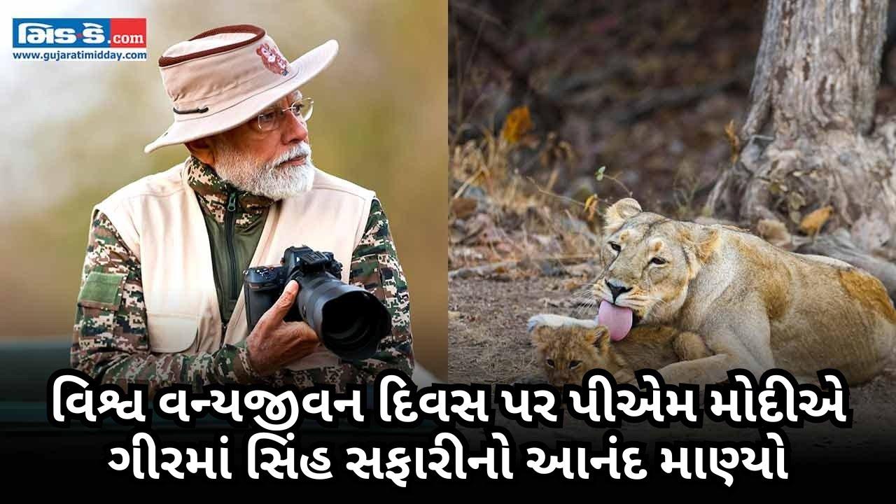 વિશ્વ વન્યજીવન દિવસ પર પીએમ મોદીએ ગીર રાષ્ટ્રીય ઉદ્યાનમાં સિંહ સફારી કરી 