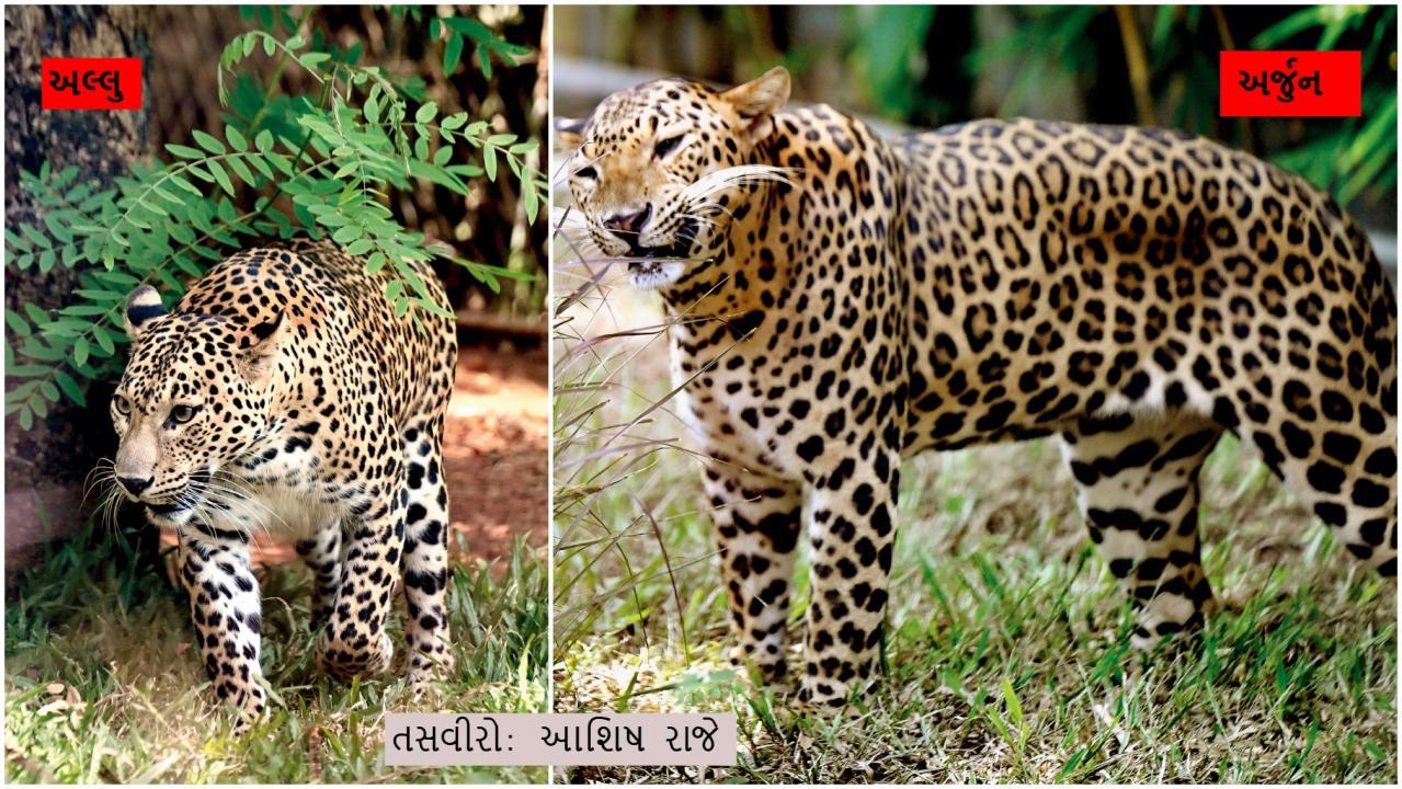 આંતરરાષ્ટ્રીય દીપડા દિવસ નિમિત્તે આજે પહોંચી જાઓ અલ્લુ અને અર્જુનને જોવા