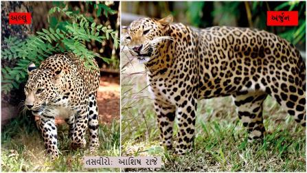 આંતરરાષ્ટ્રીય દીપડા દિવસ નિમિત્તે આજે પહોંચી જાઓ અલ્લુ અને અર્જુનને જોવા