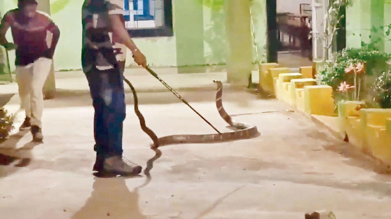 જાયન્ટ કિંગ કોબ્રા