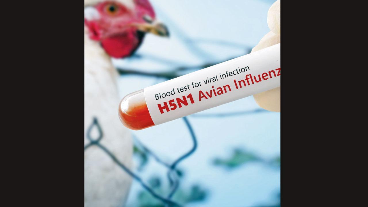 H5N1 ઇન્ફ્લુએન્ઝા વાઇરસ