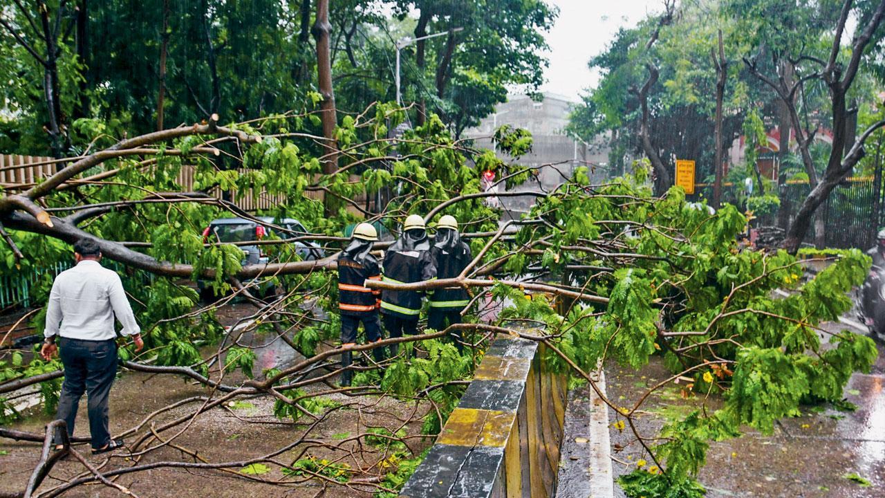 વરસાદને કારણે ઝાડ પડ્યા.