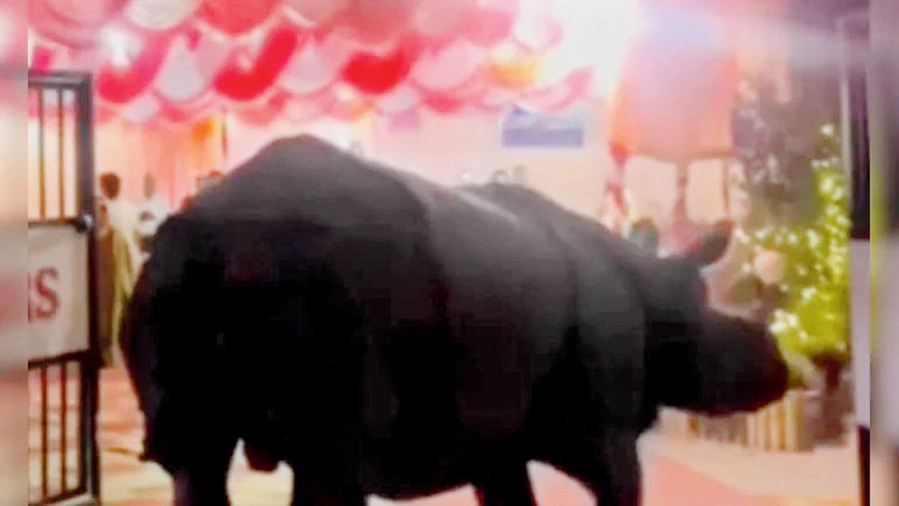 ગેંડાભાઈ લગ્નમાં મહેમાન તરીકે આવી પહોંચ્યા