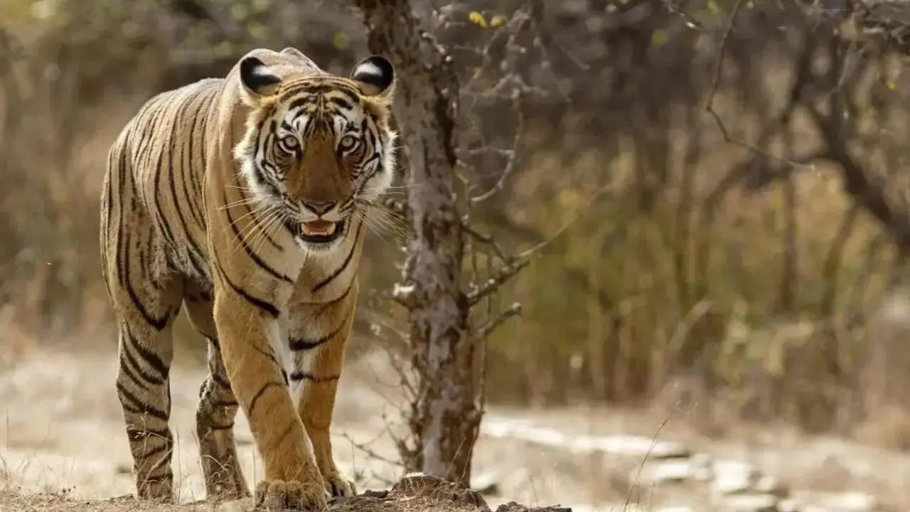 વાઘની ફાઈલ તસવીર