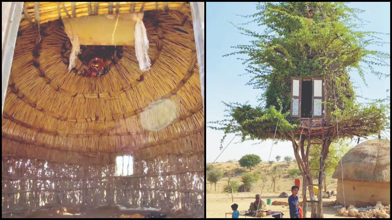  બાવળના ઝાડ પર બનવેલું ટ્રીહાઉસ 