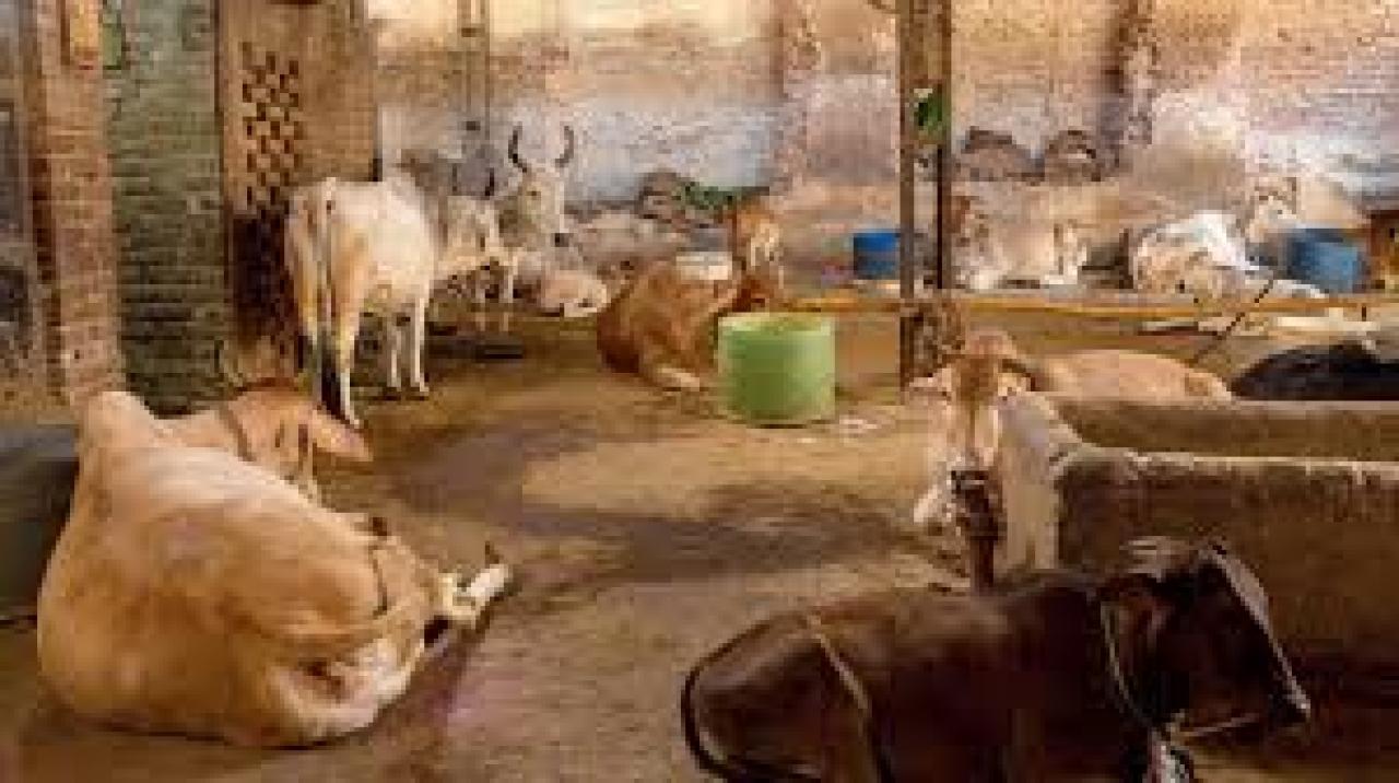 પ્રતીકાત્મક તસવીર