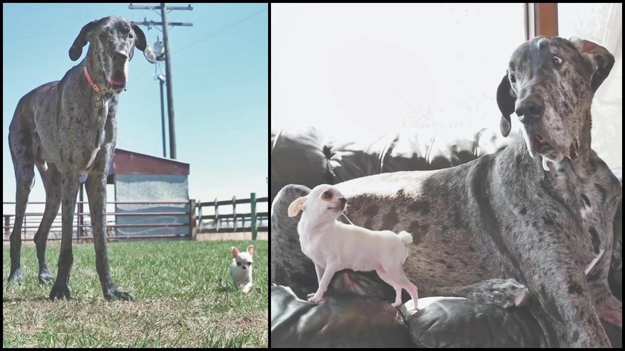 રેગી અને પર્લ