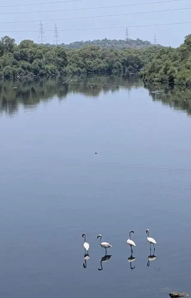 મુંબઈના અંધેરીમાં ફ્લેમિંગો!