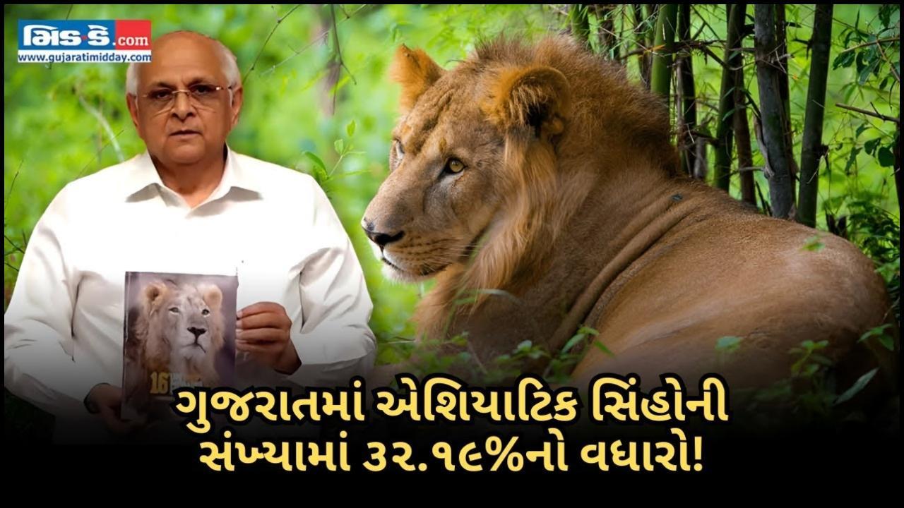 ગુજરાતમાં એશિયાટિક સિંહોની વસ્તીમાં ૩૨%નો વધારો: વન વિભાગ